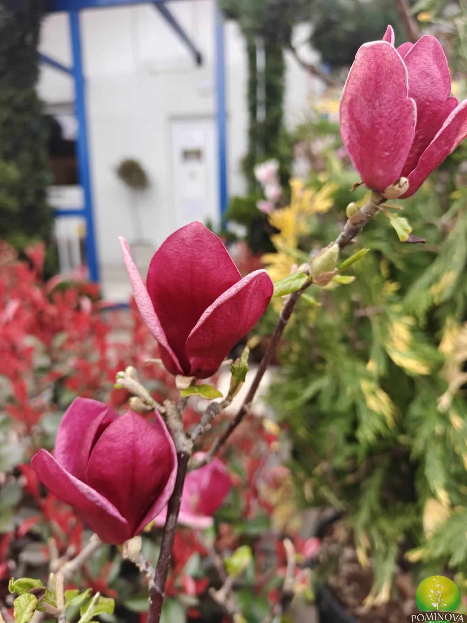 Magnolia Genie thumbnail 2