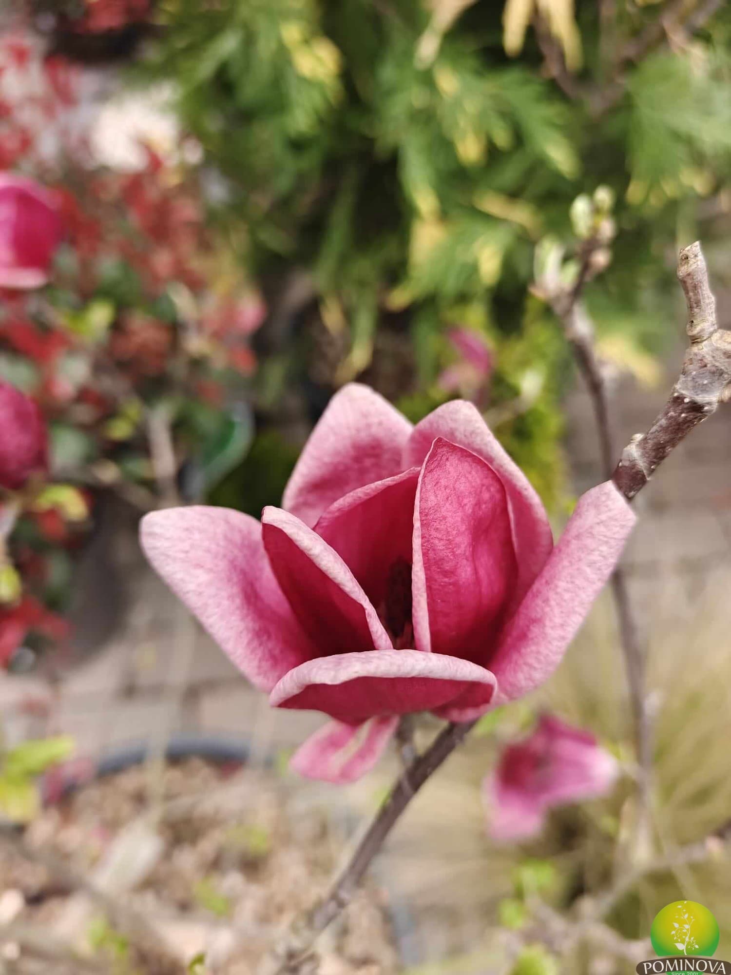 Magnolia Genie thumbnail 3