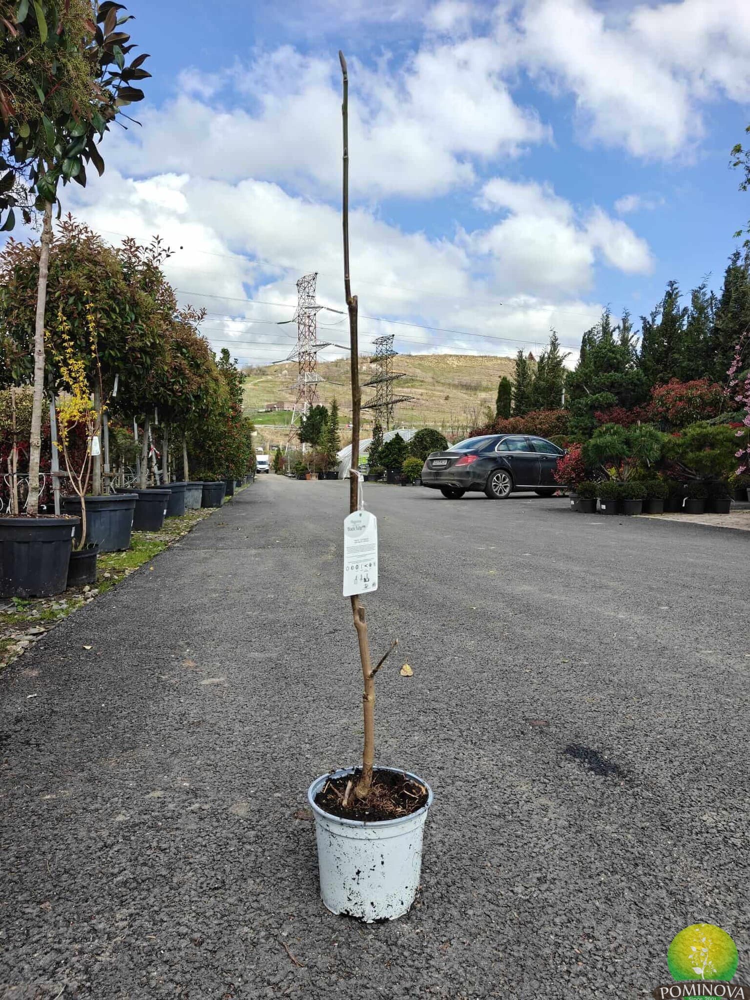 Magnolie thumbnail 2