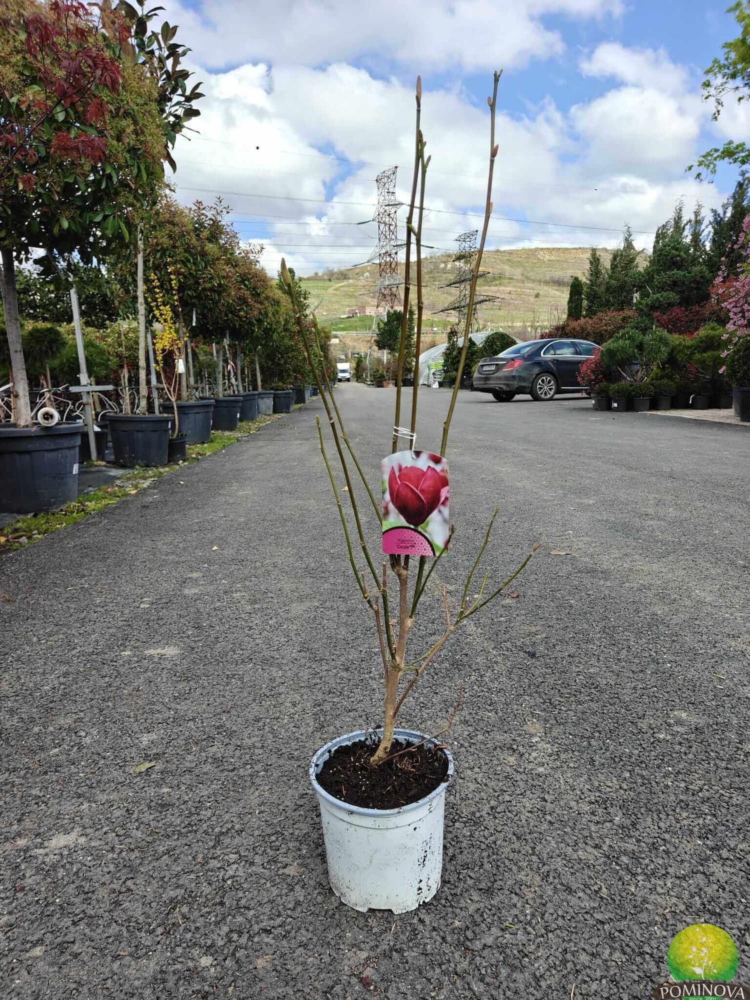 Magnolia Genie