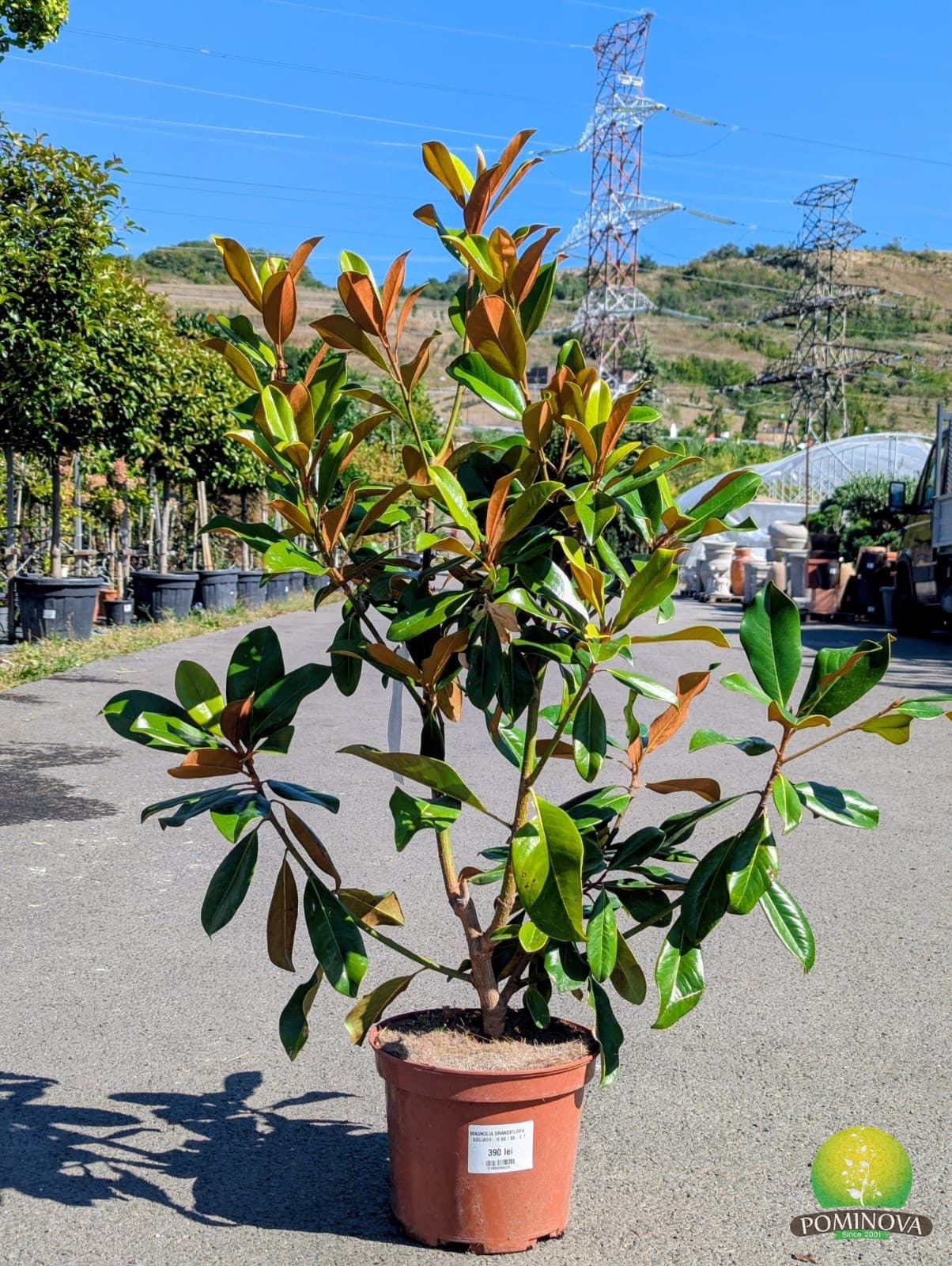 Magnolia 'Goliath' (Magnolia grandiflora 'Goliath') — imagine 1