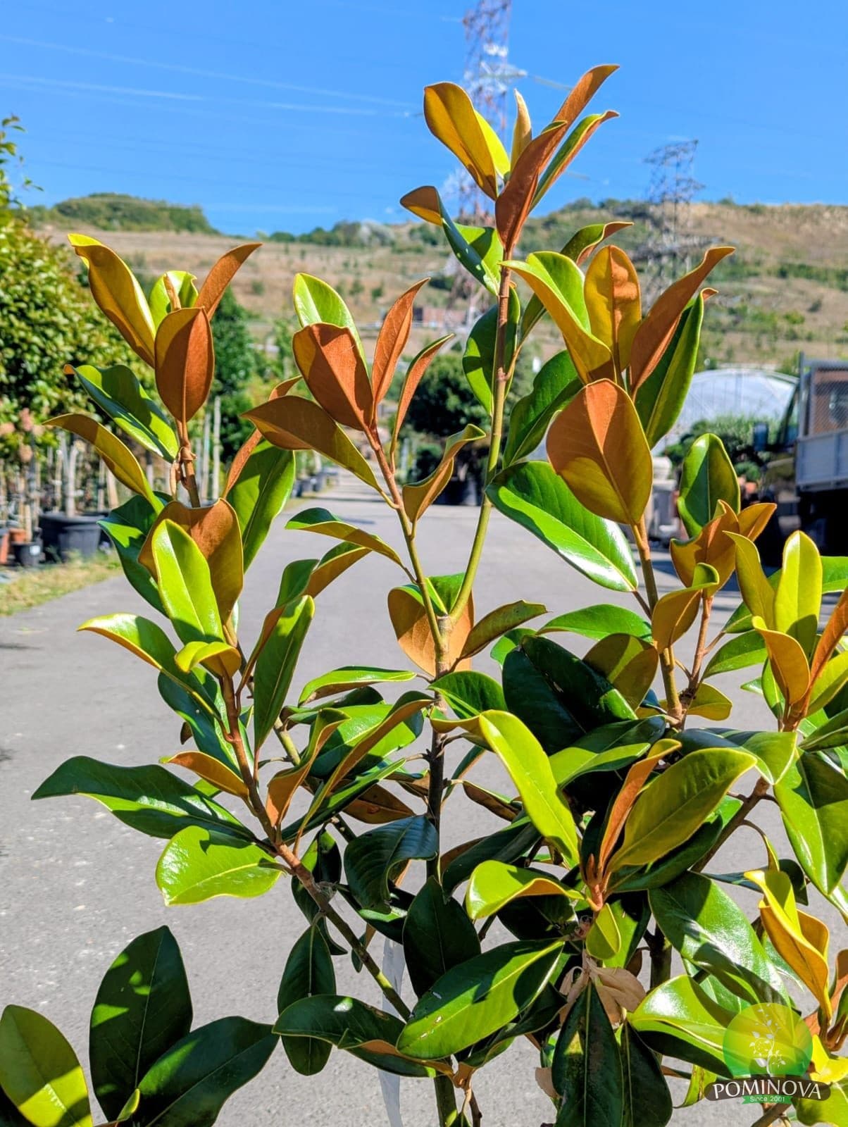 Magnolia 'Goliath' (Magnolia grandiflora 'Goliath') thumbnail 2