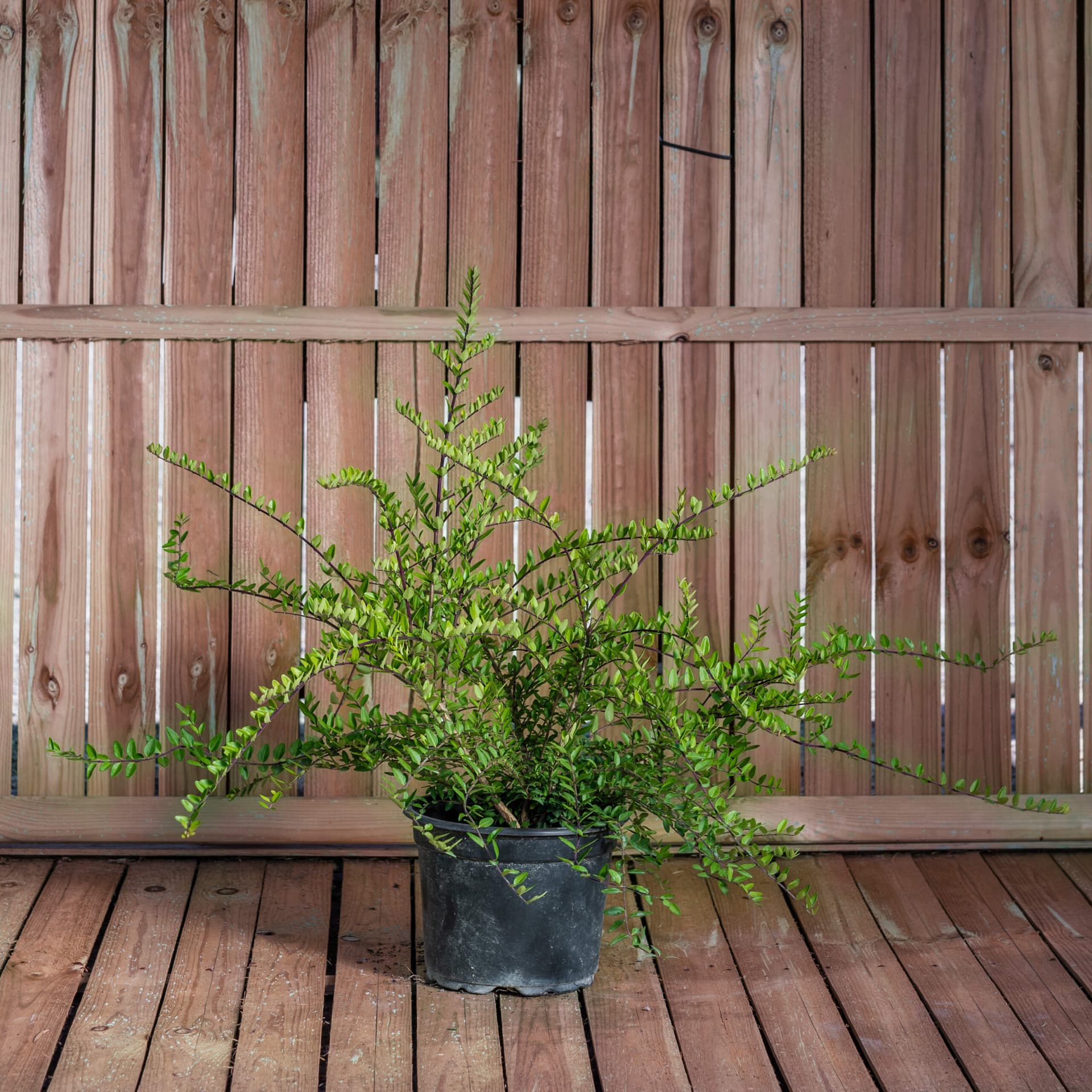 Caprifoi târâtor 'Maigrün' (Lonicera nitida 'Maigrün')