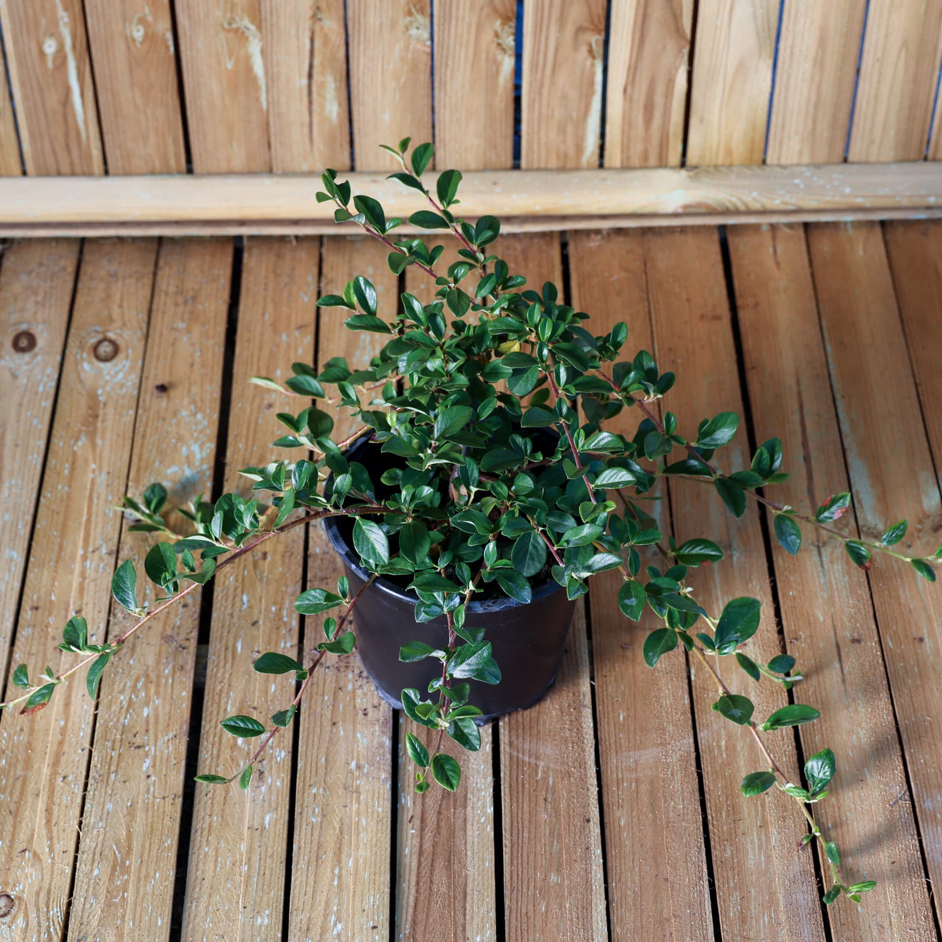 Bârcoace 'Major' (Cotoneaster dammeri 'Major') thumbnail 2