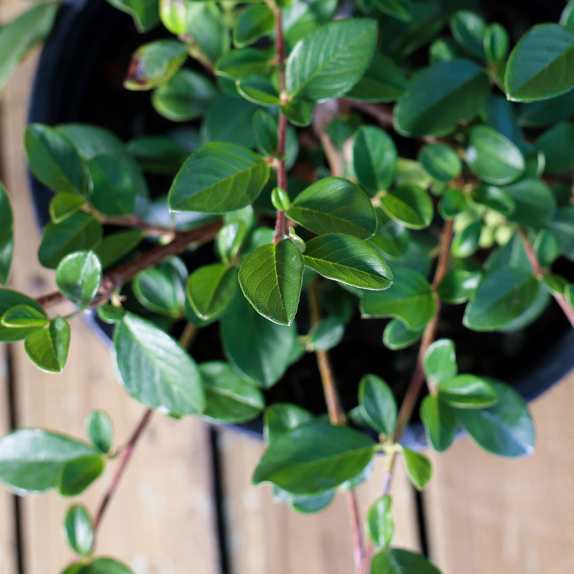 Bârcoace 'Major' (Cotoneaster dammeri 'Major') thumbnail 3