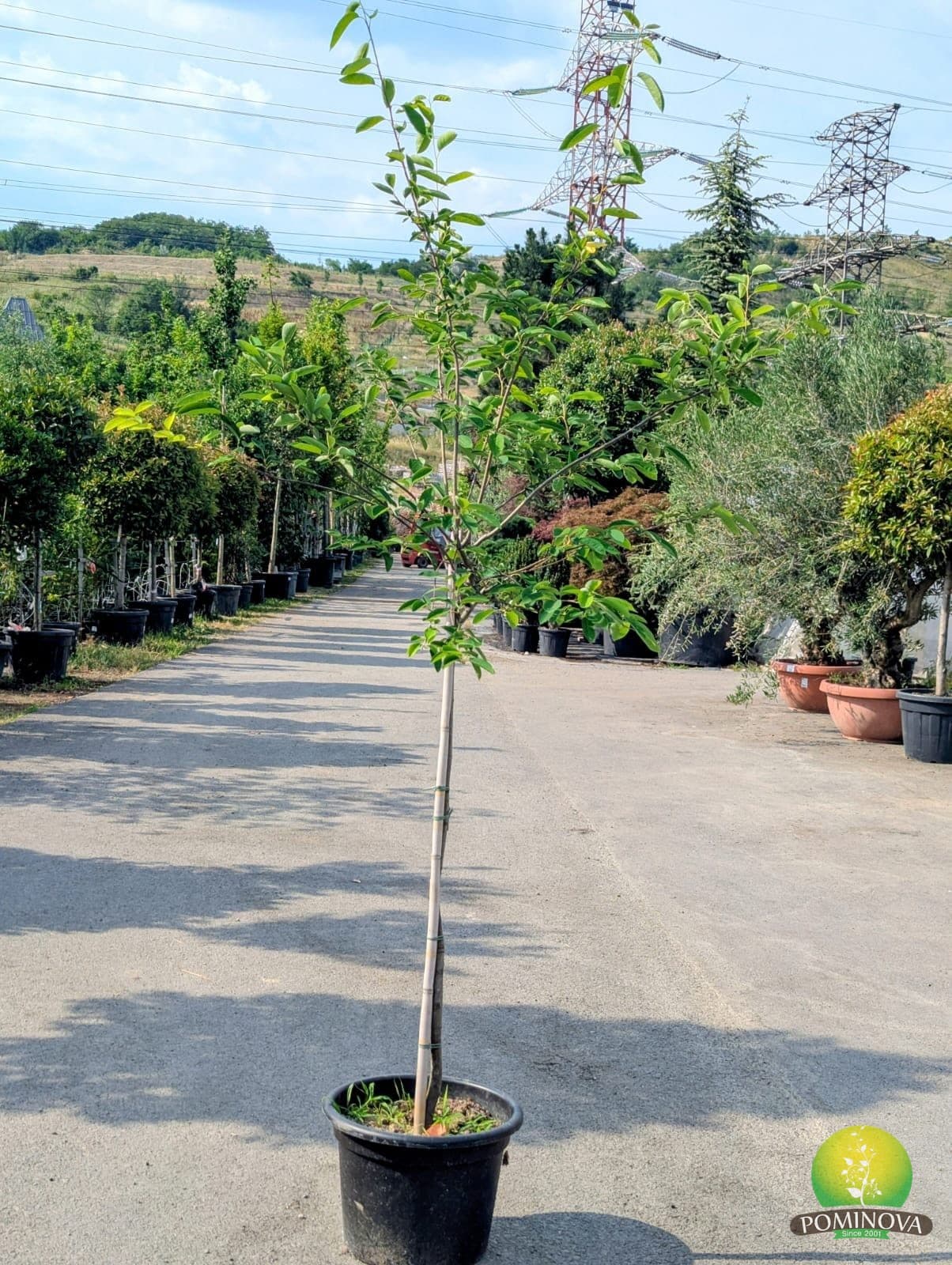Pom de stafide (Amelanchier lamarckii) — imagine 1