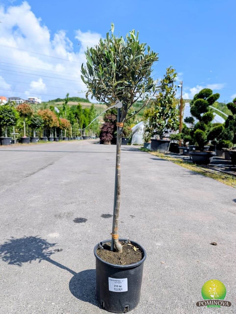 Maslin (Olea europaea) - imagine 2