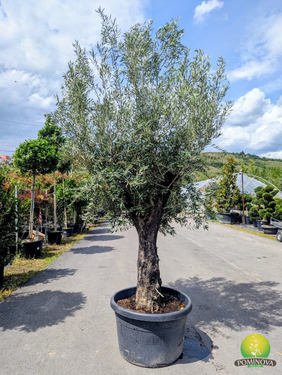 Maslin  (Olea europaea 'Martemo') thumbnail 2