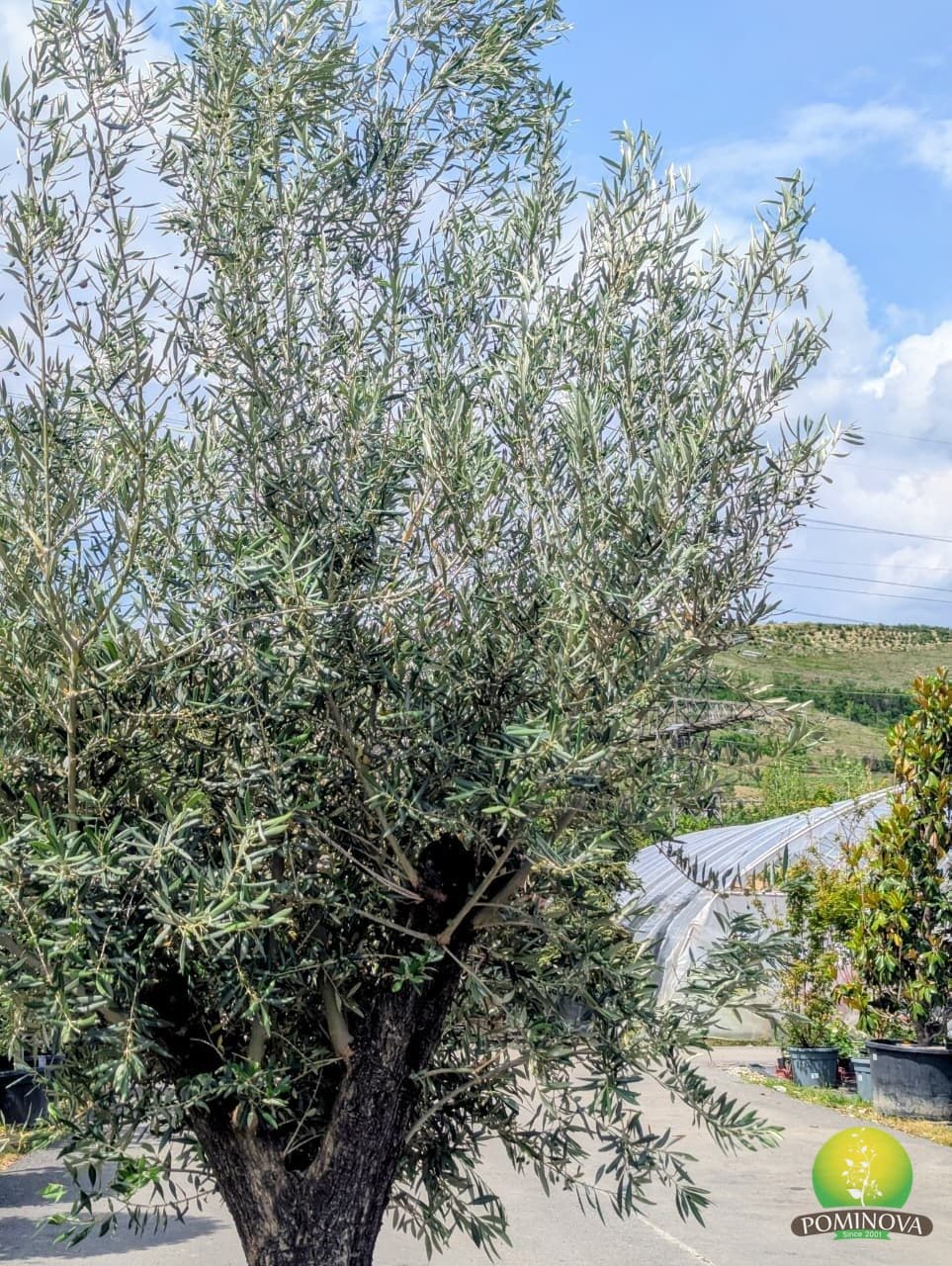 Maslin  (Olea europaea 'Martemo') thumbnail 3