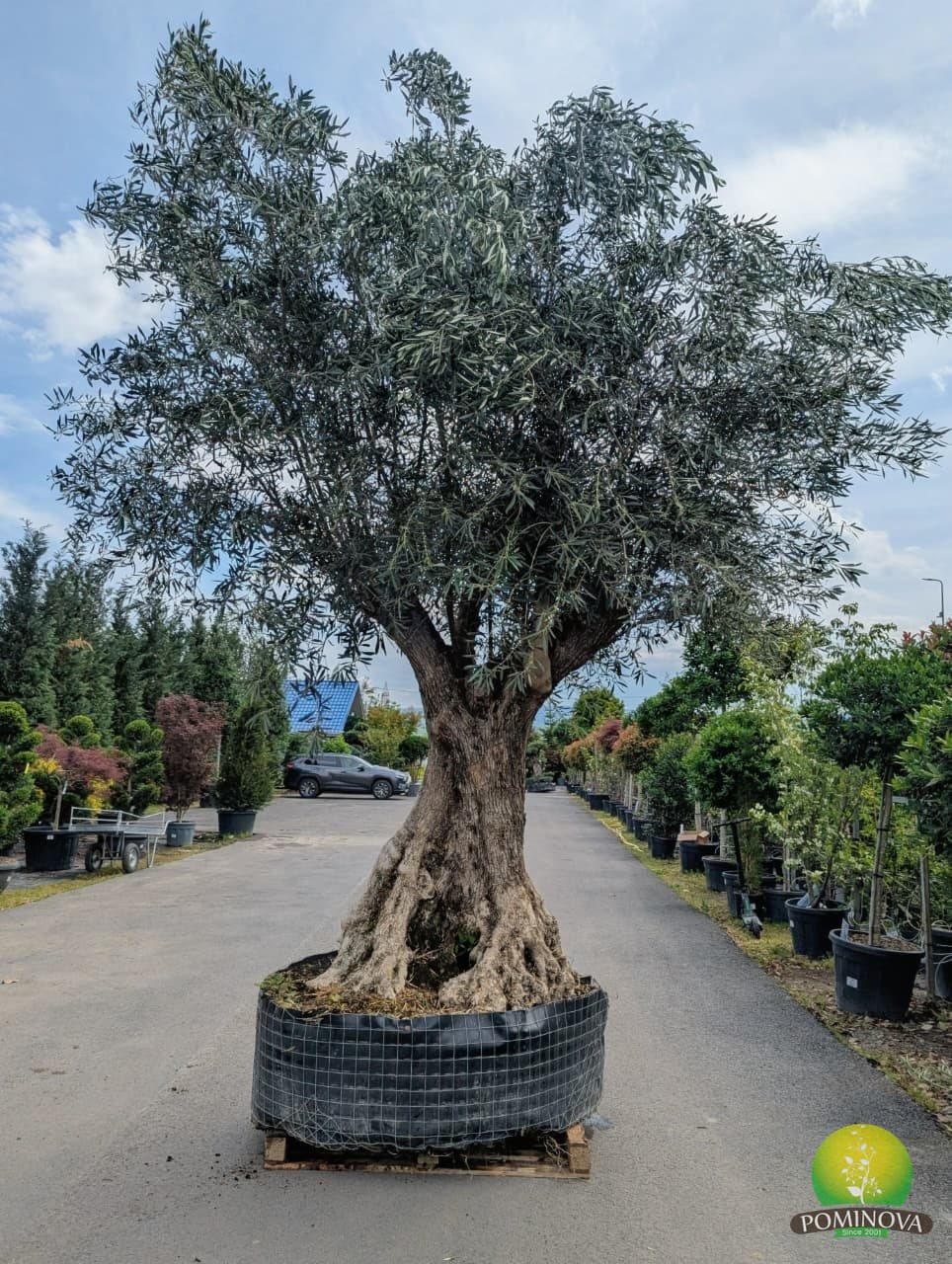 Maslin bonsai (Olea europaea 'Arberquino' - Bonsai) - imagine 3