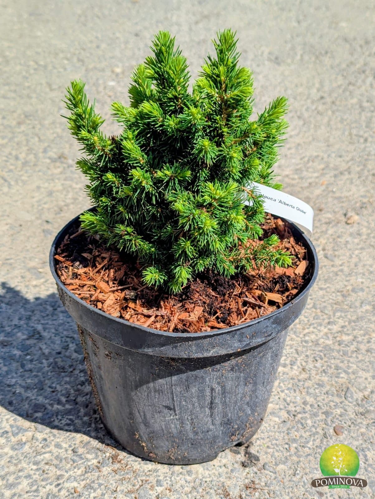 Molid alb pitic (Picea glauca 'Alberta Globe') — imagine 1