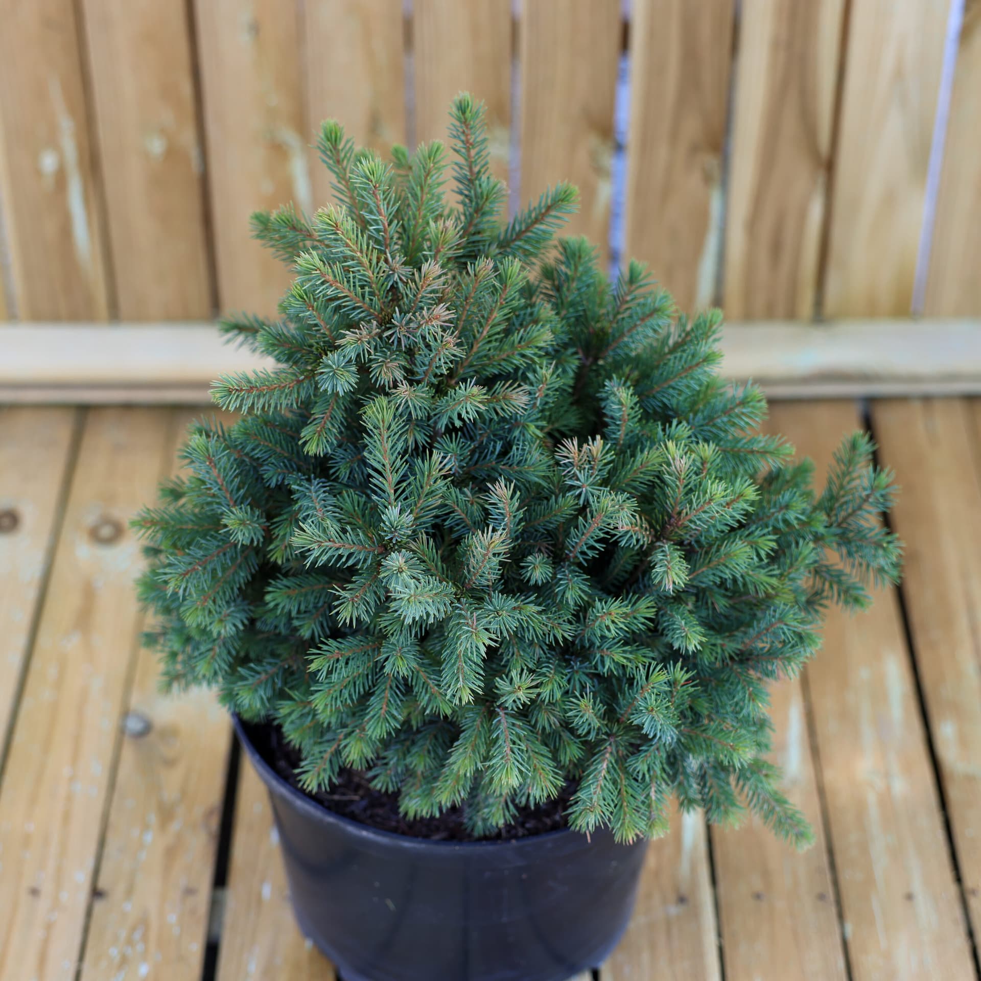 Molid pitic (Picea glauca 'Echiniformis') thumbnail 2