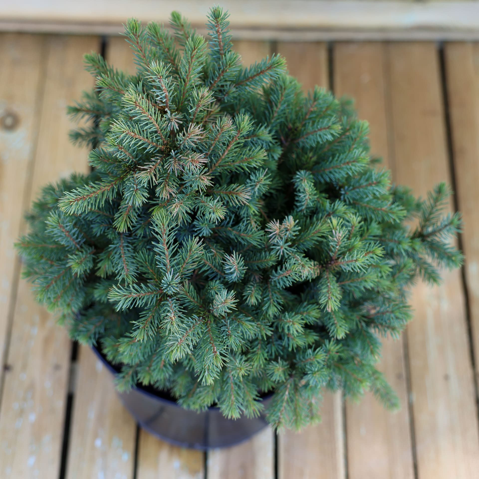 Molid pitic (Picea glauca 'Echiniformis') thumbnail 3