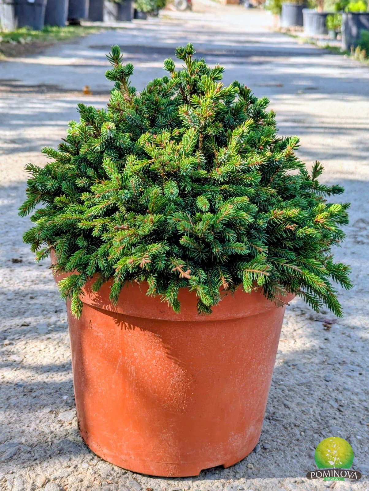 Molid pitic (Picea glauca 'Echiniformis') thumbnail 4