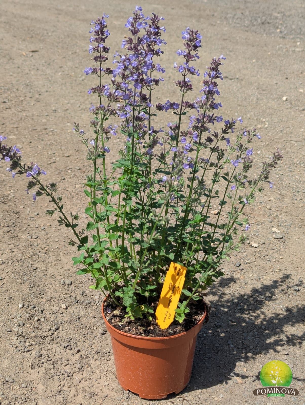 Menta pisicii (Nepeta × faassenii) — imagine 1