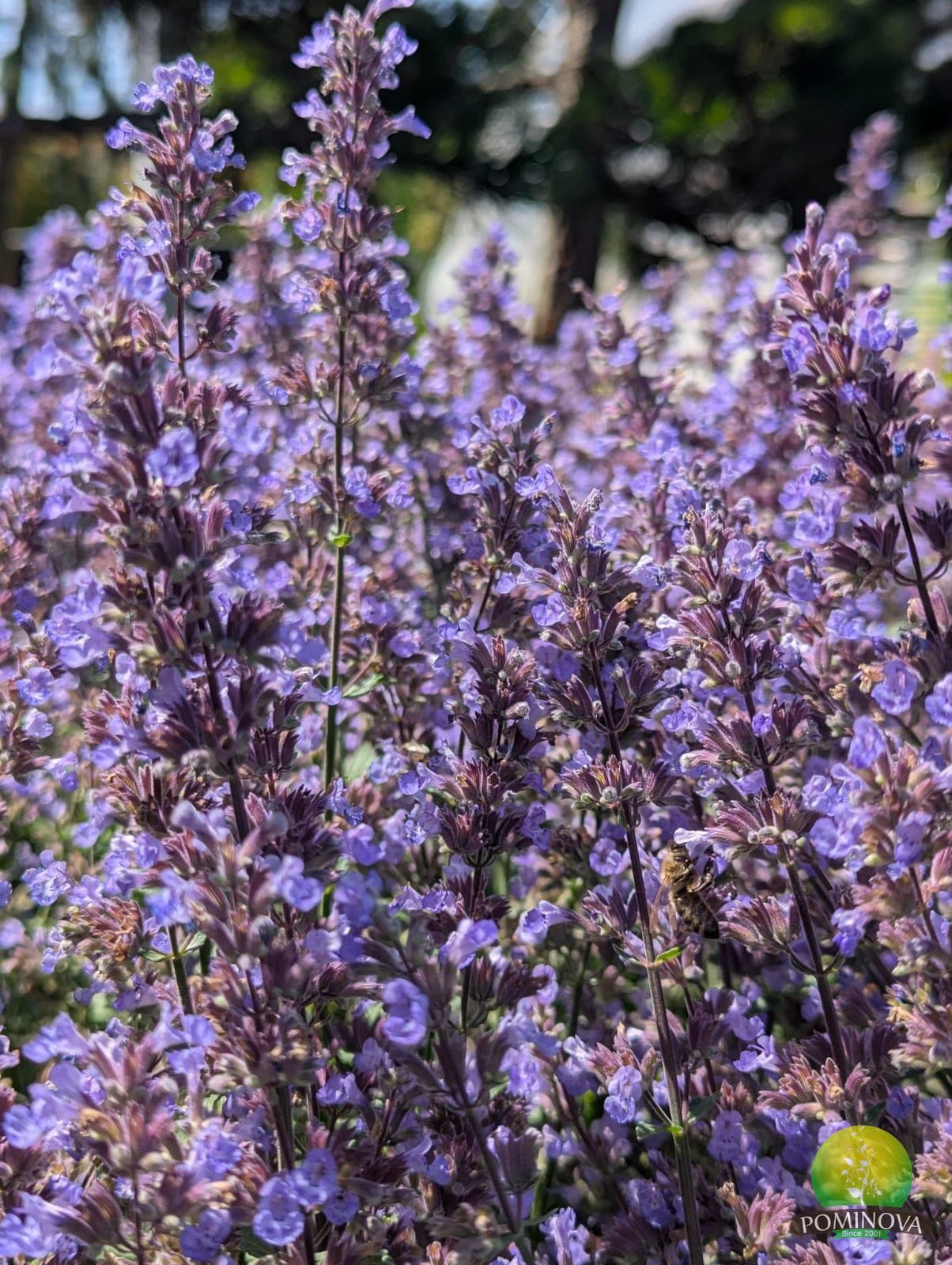 Menta pisicii (Nepeta × faassenii) thumbnail 2