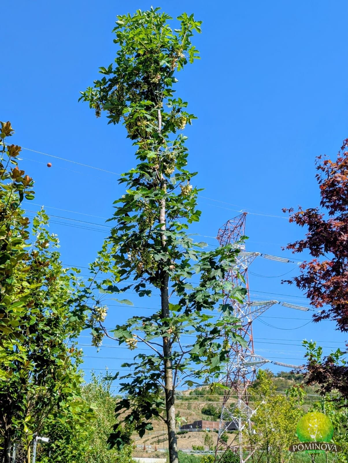 Paltin de munte (Acer pseudoplatanus) thumbnail 2