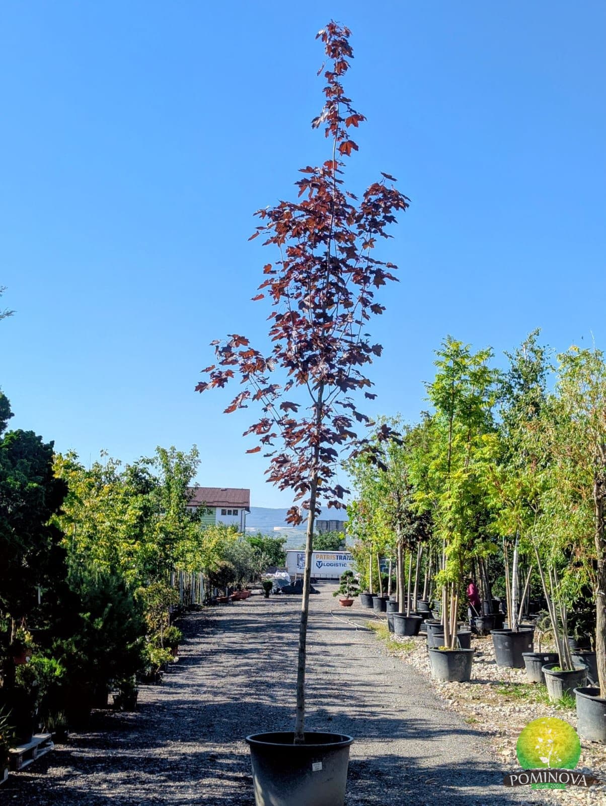 Arțar roșu 'Royal Red' (Acer platanoides 'Royal Red') — imagine 1