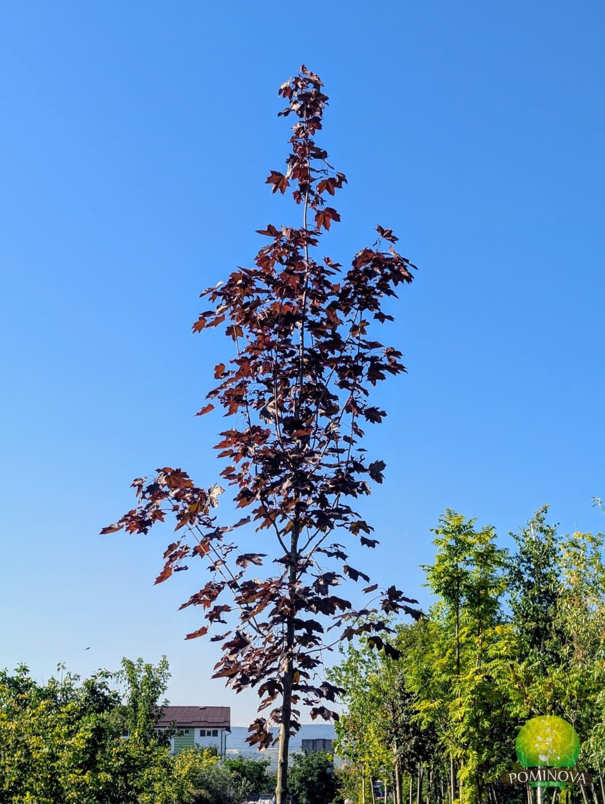 Arțar roșu 'Royal Red' (Acer platanoides 'Royal Red') thumbnail 2