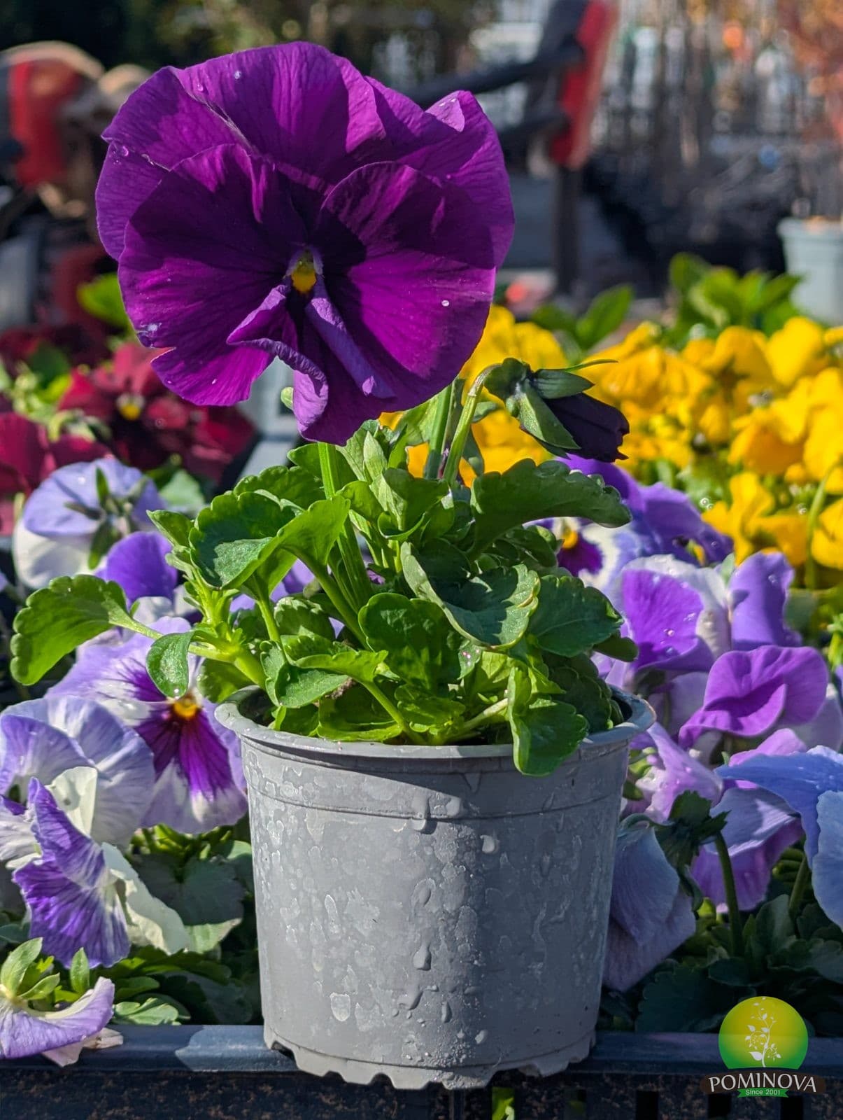 Panseluțe (Viola × wittrockiana) thumbnail 1