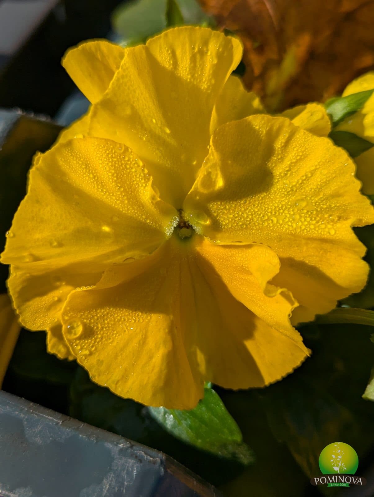 Panseluțe (Viola × wittrockiana) thumbnail 2