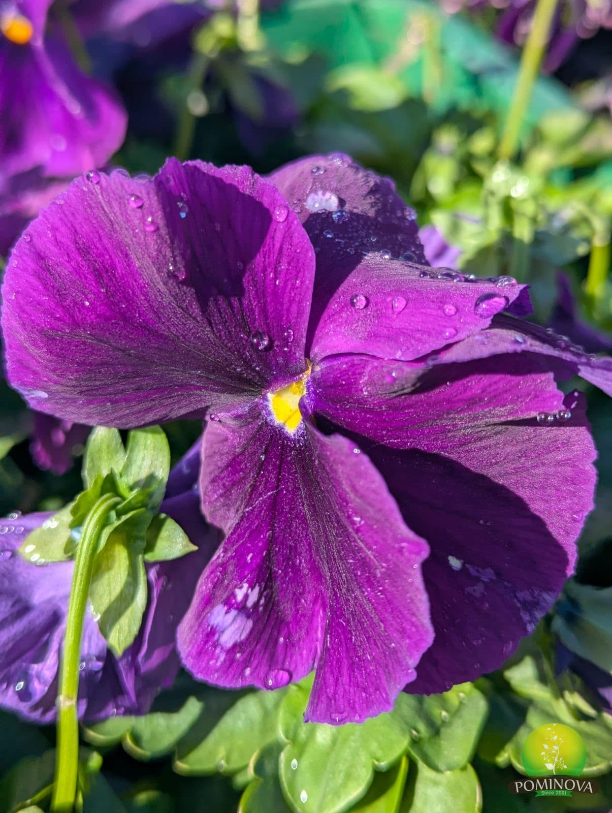 Panseluțe (Viola × wittrockiana) thumbnail 3