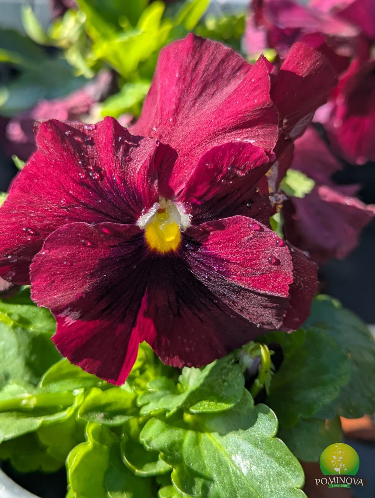 Panseluțe (Viola × wittrockiana) thumbnail 4