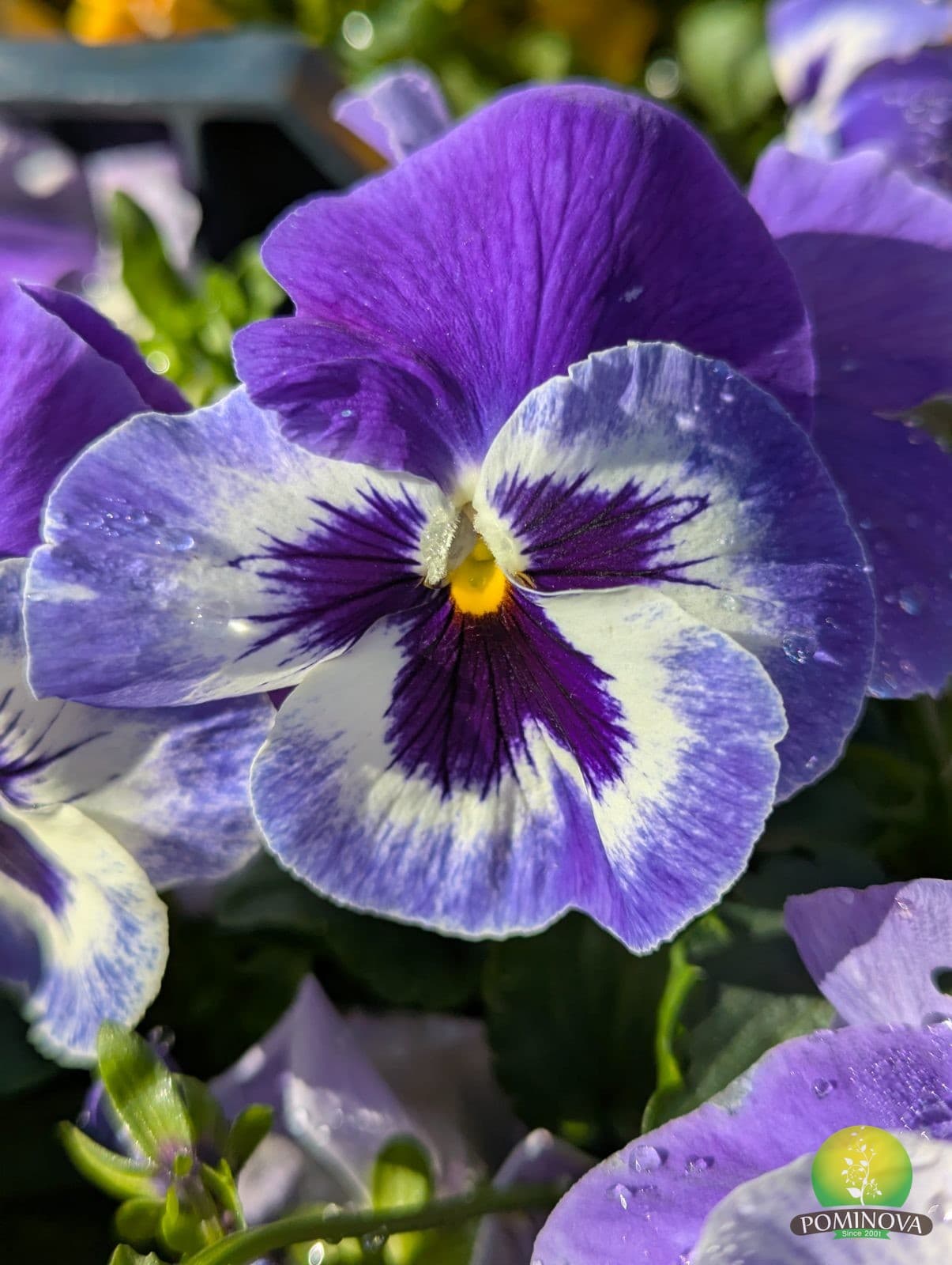 Panseluțe (Viola × wittrockiana) thumbnail 5