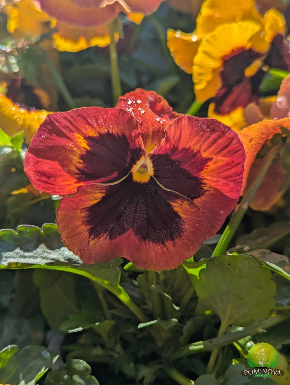 Panseluțe (Viola × wittrockiana) thumbnail 6