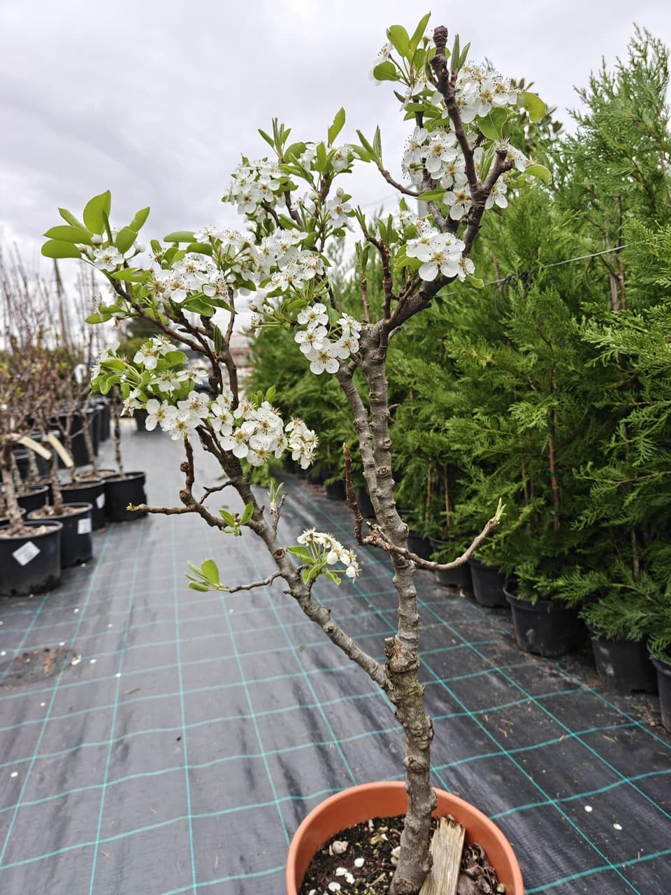 Păr pitic (Pyrus communis 'Nana')