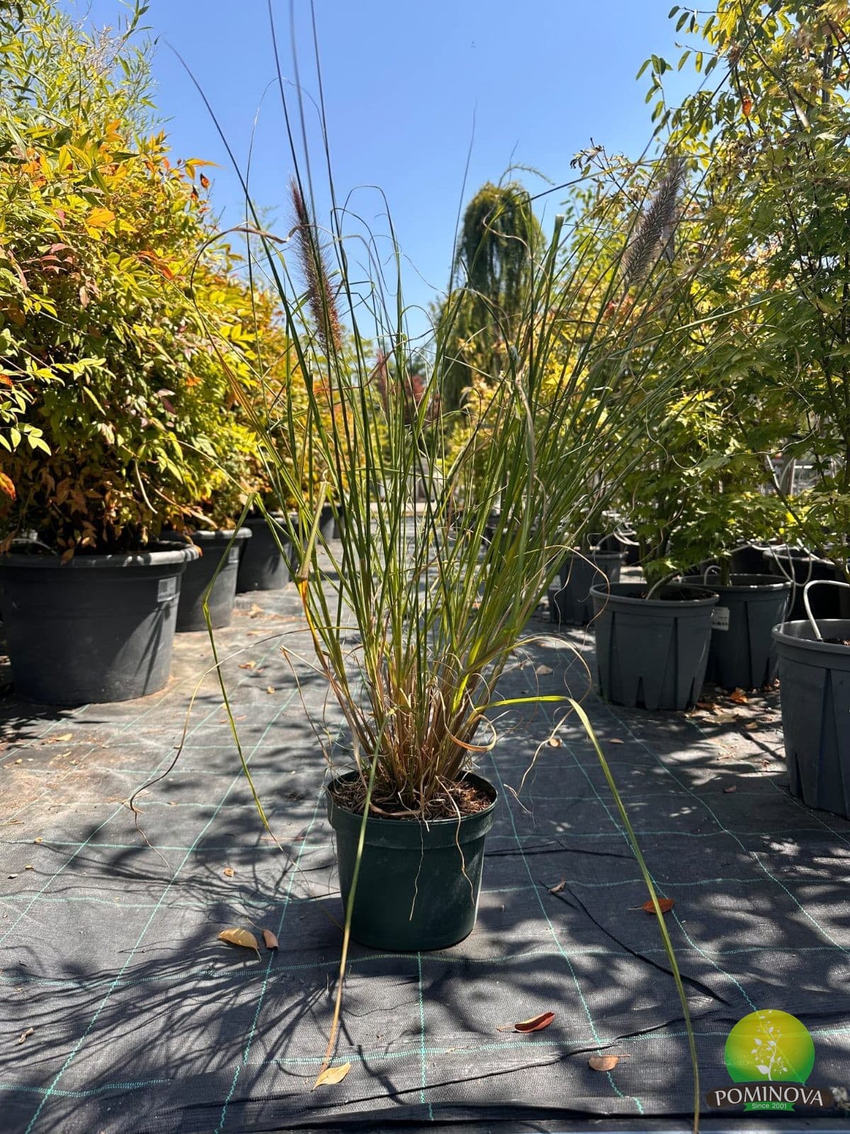 Pennisetum alopecuroides ‘Moudry’ — imagine 1