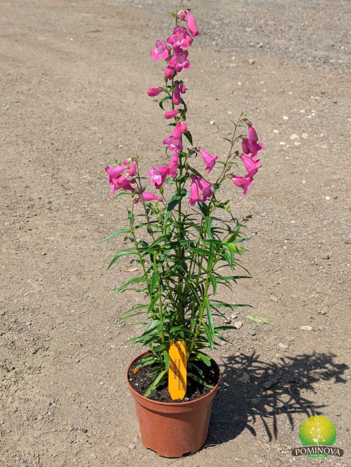 Penstemon — imagine 1