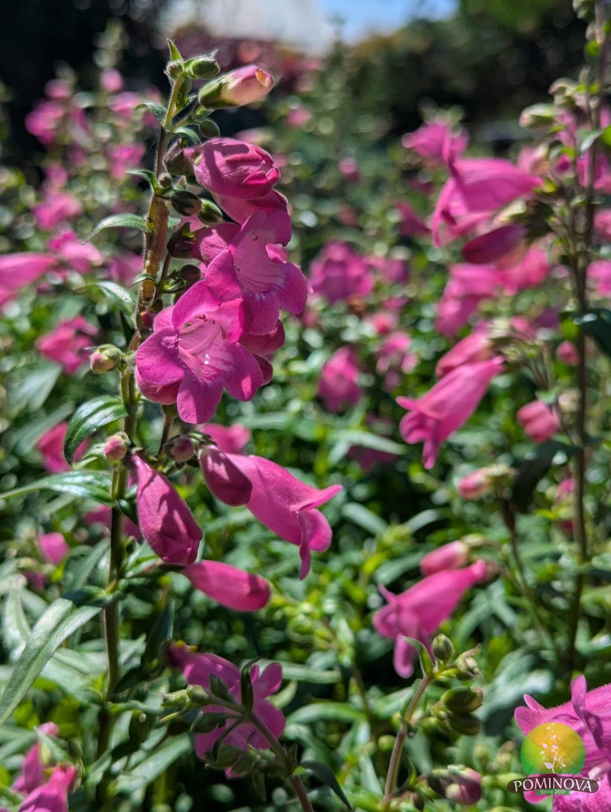 Penstemon thumbnail 2