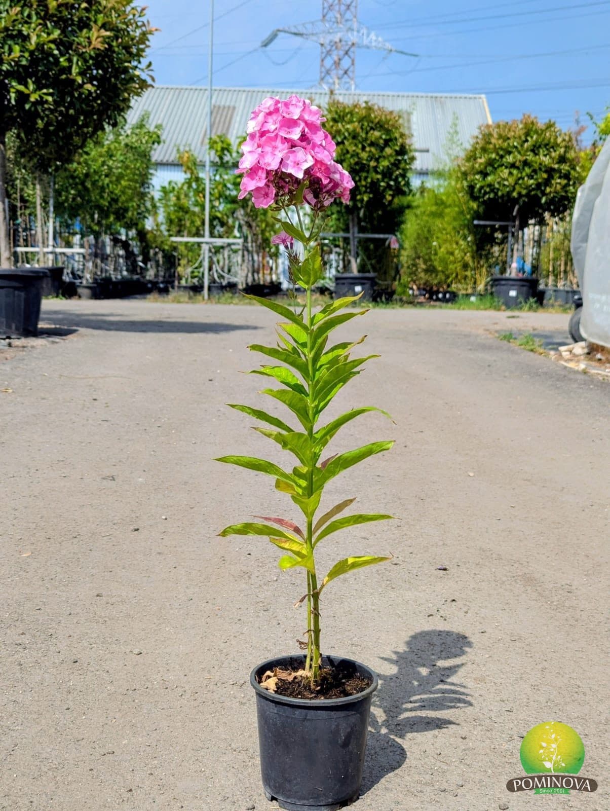 Phlox paniculata — imagine 1