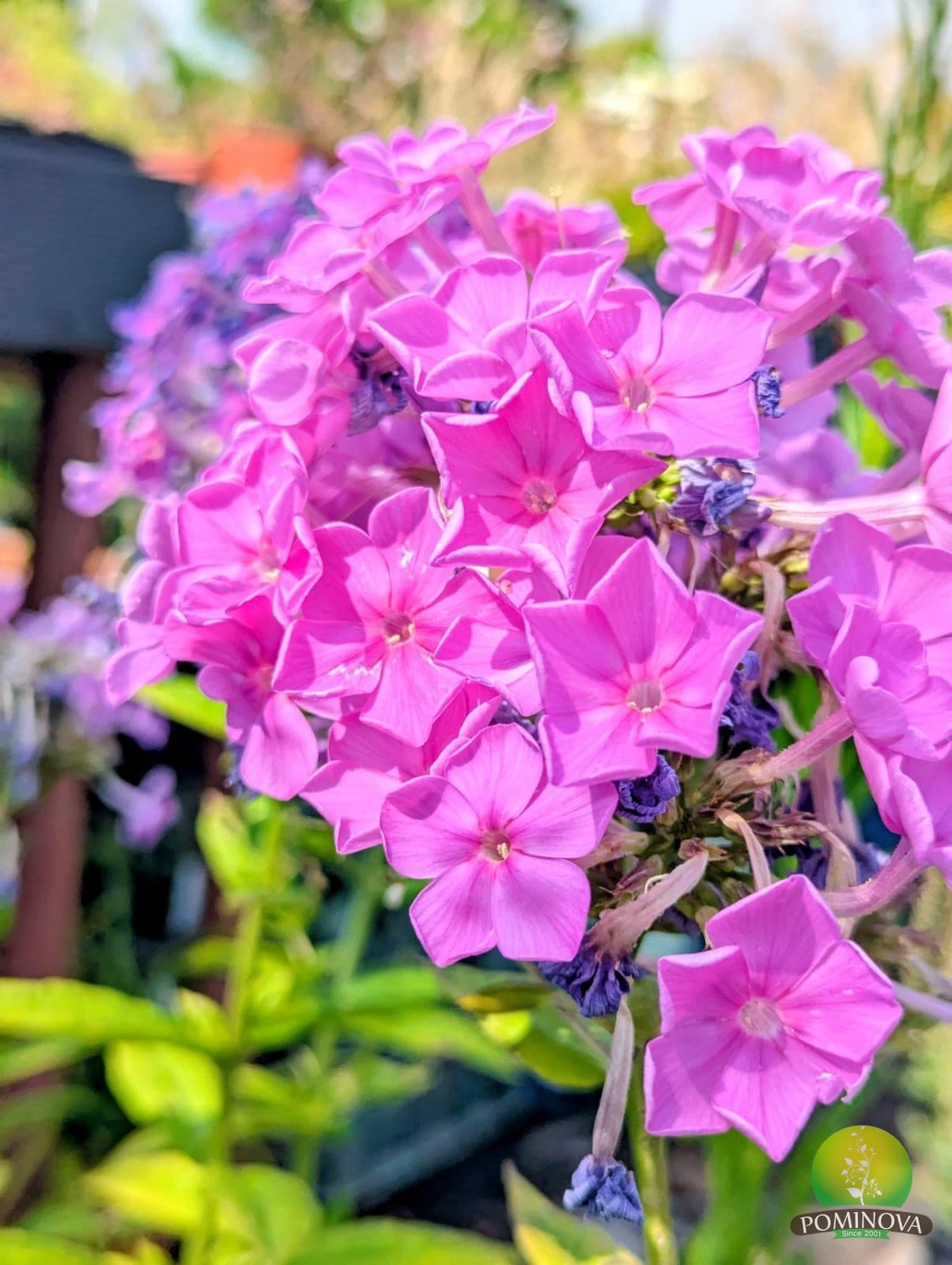 Phlox paniculata thumbnail 2