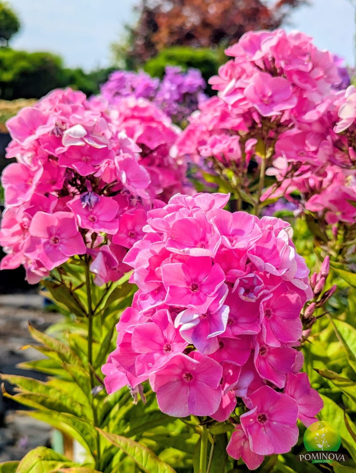 Phlox paniculata thumbnail 3