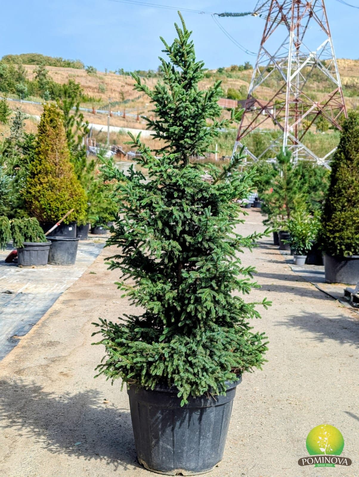Molid pitic (Picea abies 'Kek') - imagine 1