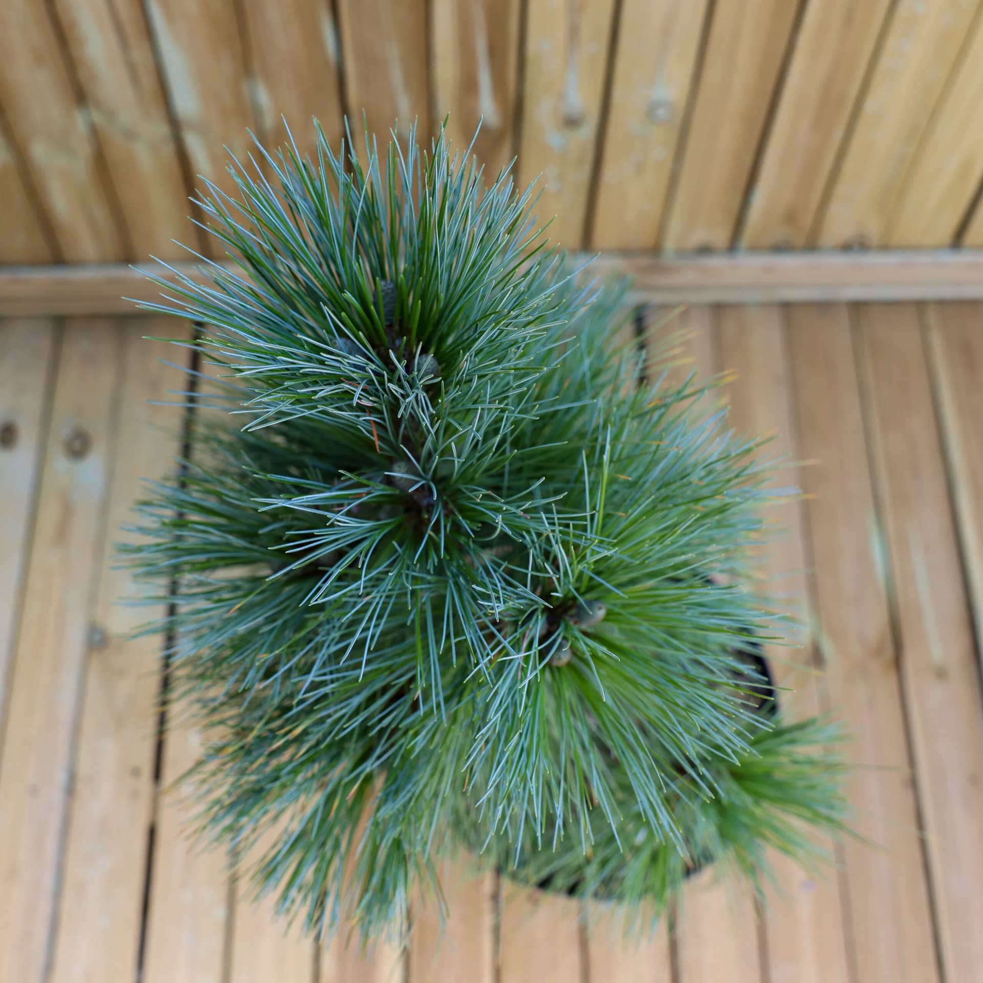 Pin (Pinus x schwerinii 'Wiethorst') thumbnail 2