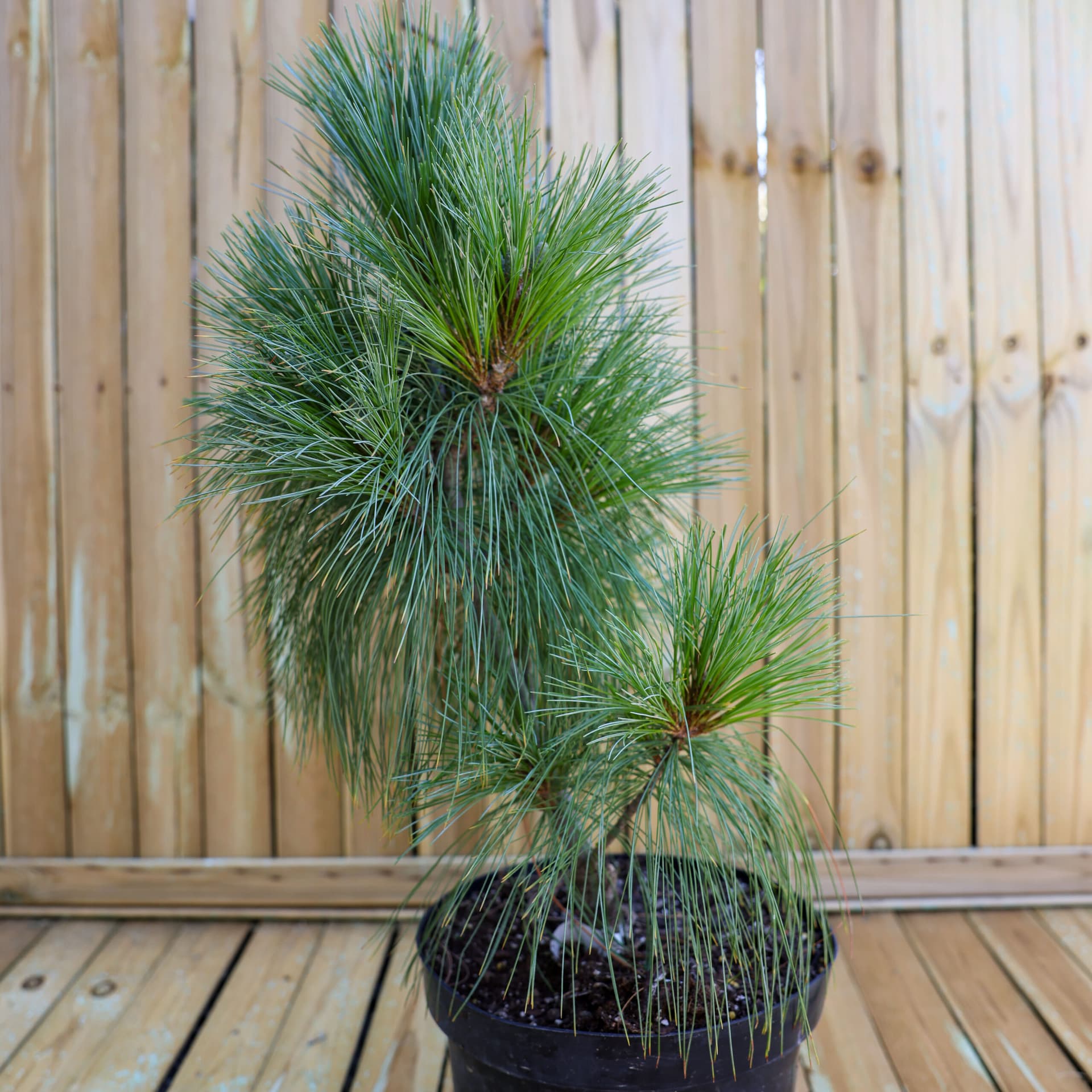 Pin (Pinus x schwerinii 'Wiethorst') thumbnail 3
