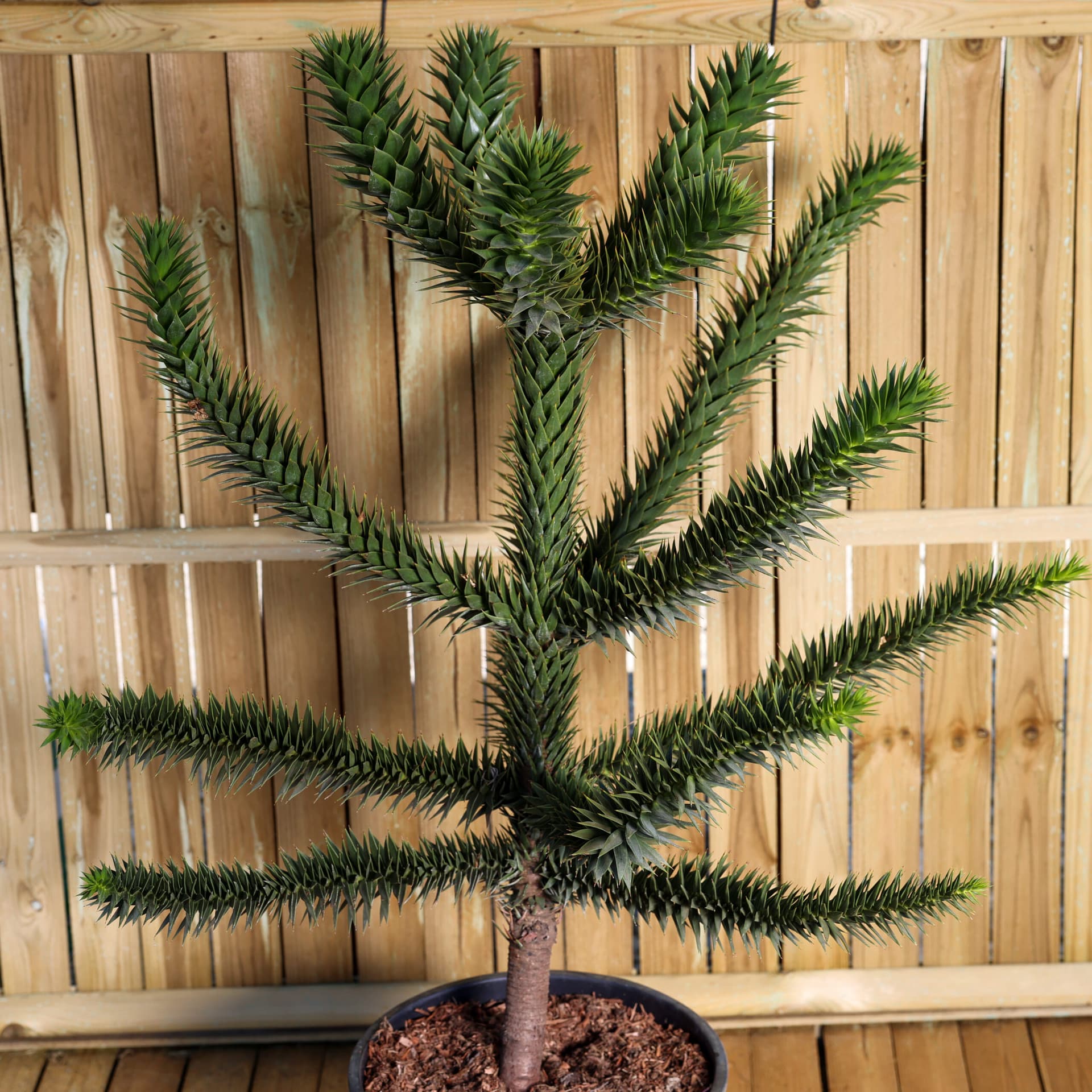 Pin chilian (Araucaria araucana) thumbnail 2