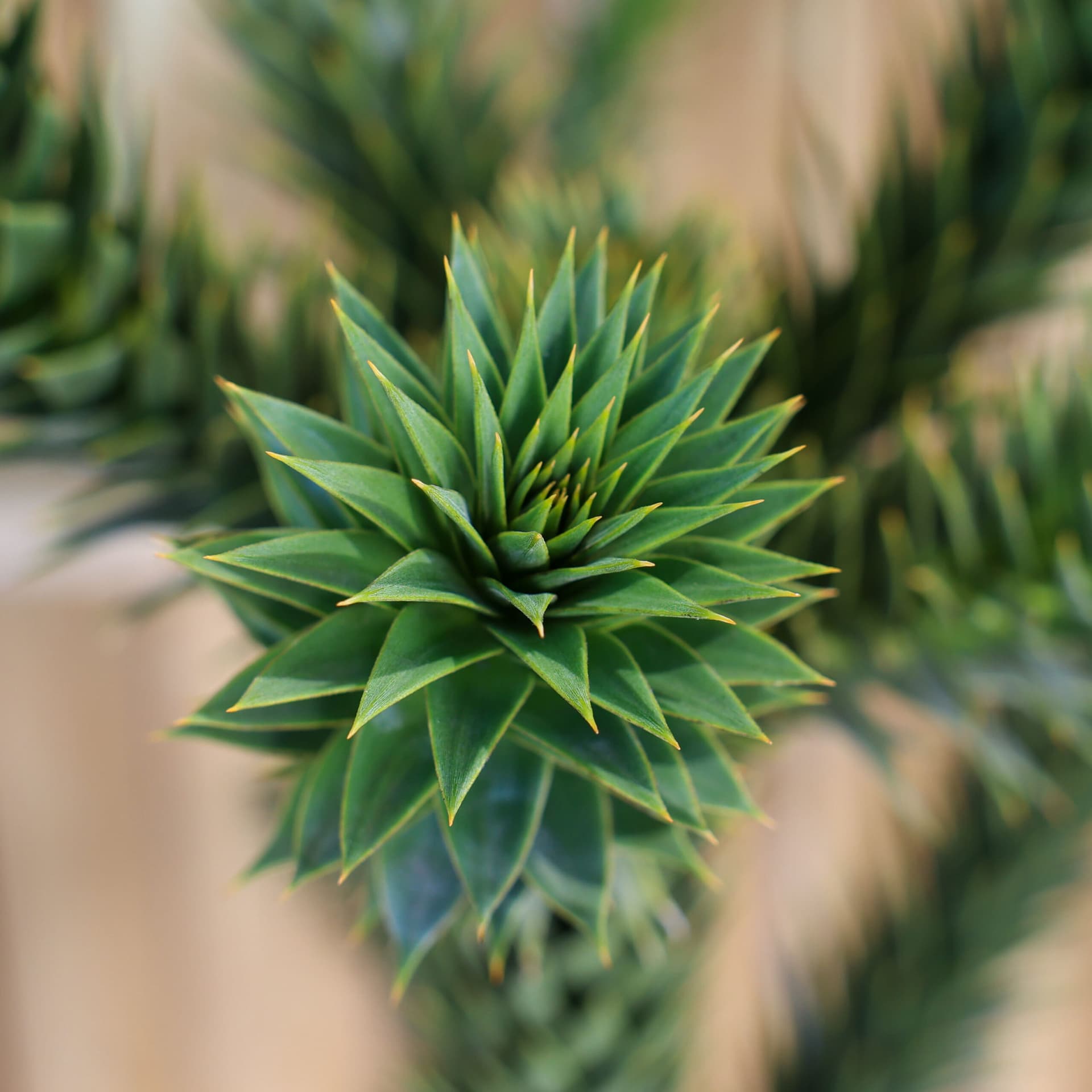 Pin chilian (Araucaria araucana) thumbnail 3