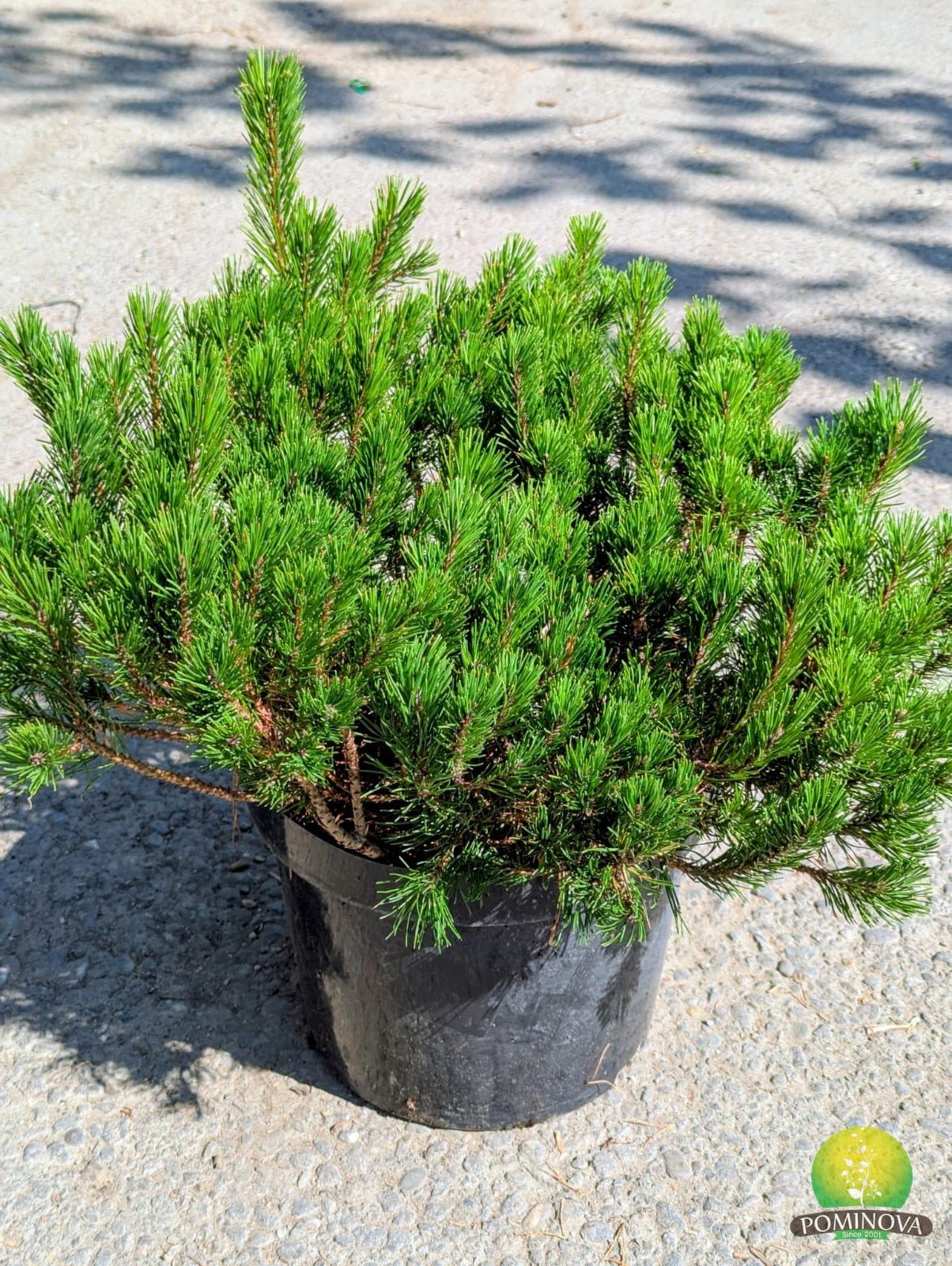 Pin de munte (Pinus mugo 'Mughus')