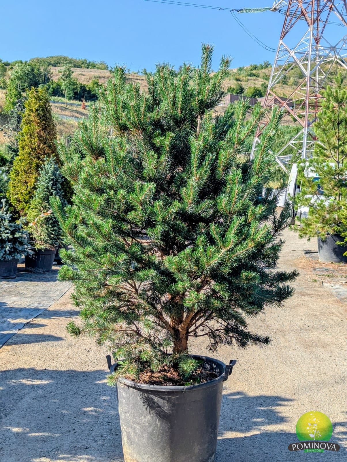 Pin de stâncă (Pinus sylvestris var. 'Saxatilis') — imagine 1