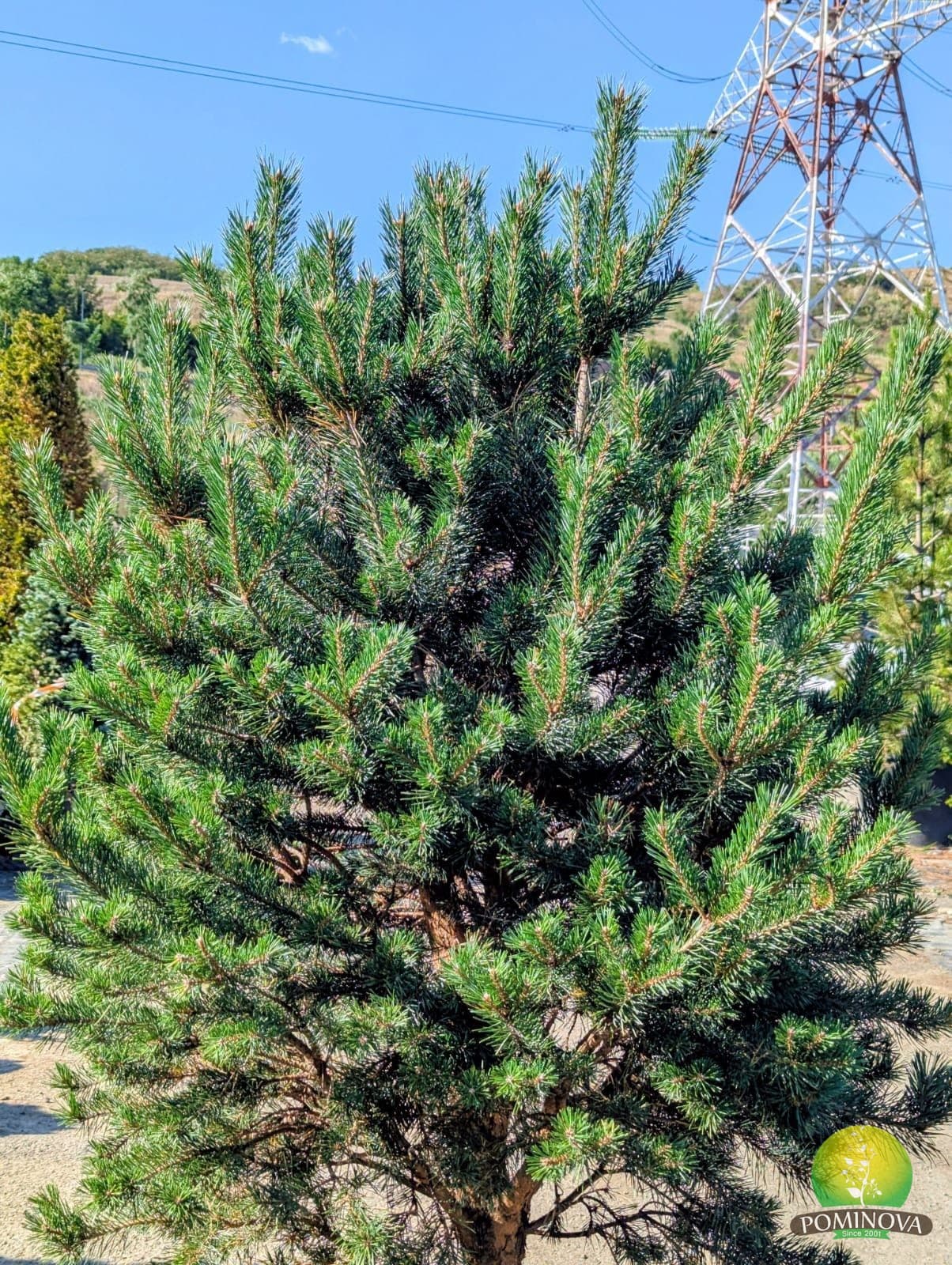 Pin de stâncă (Pinus sylvestris var. 'Saxatilis') thumbnail 2
