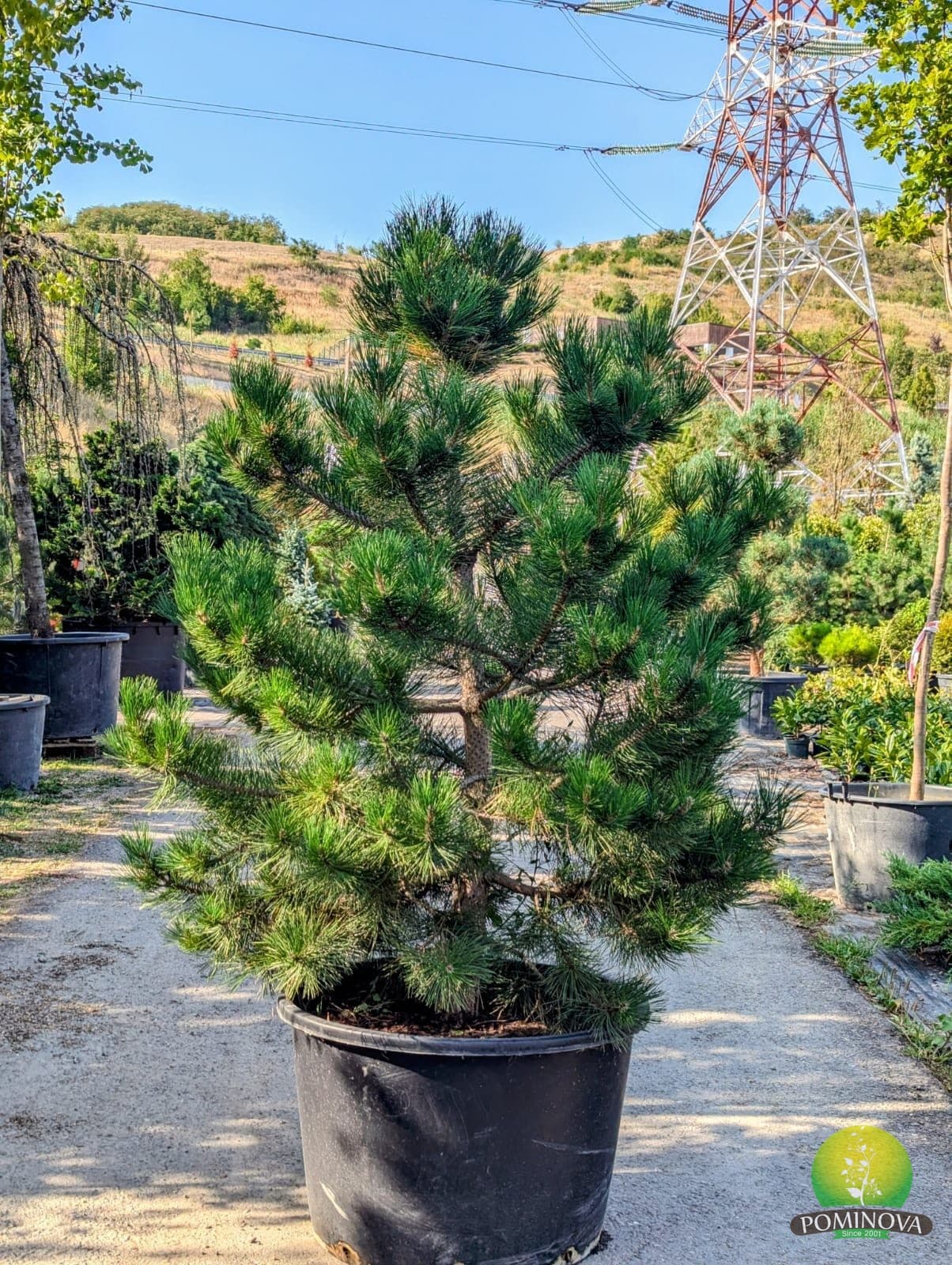 Pin negru (Pinus nigra) — imagine 1