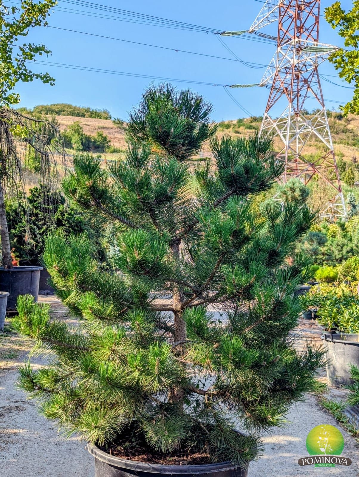 Pin negru (Pinus nigra) thumbnail 2