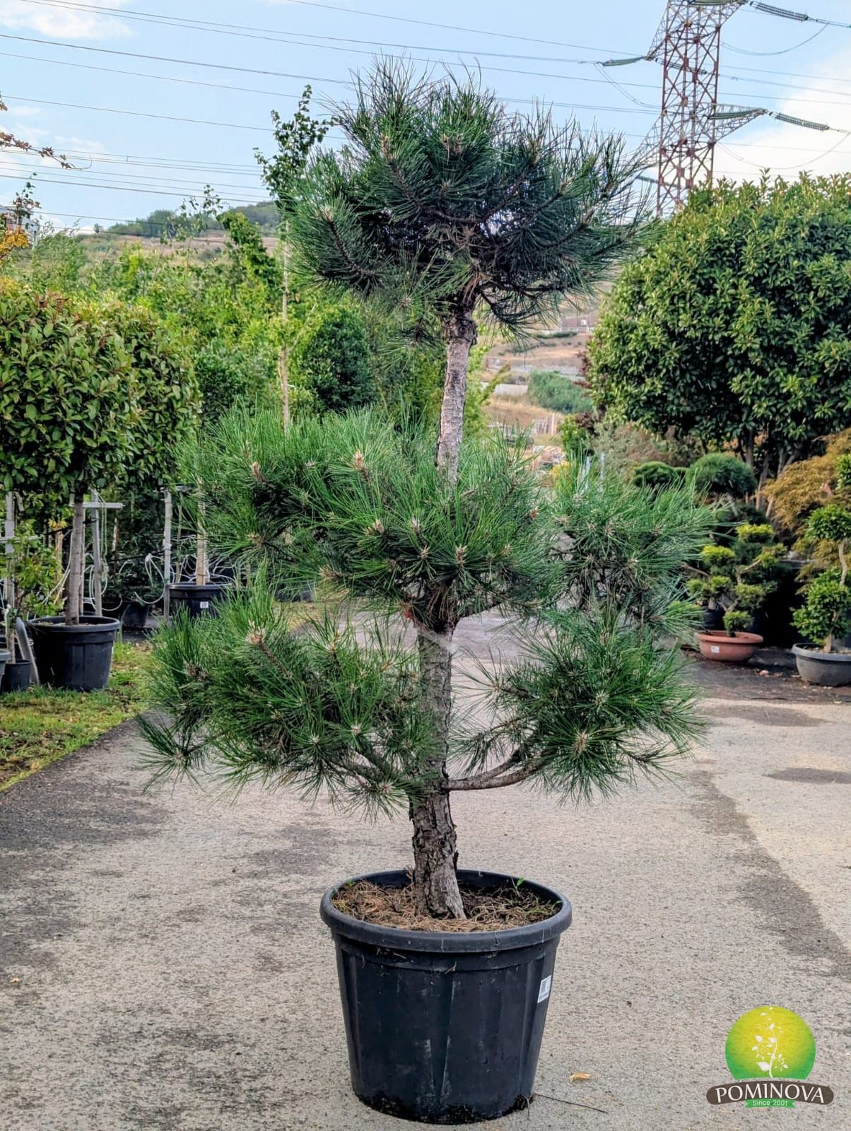 Pin negru bonsai (Pinus nigra - Bonsai) — imagine 2