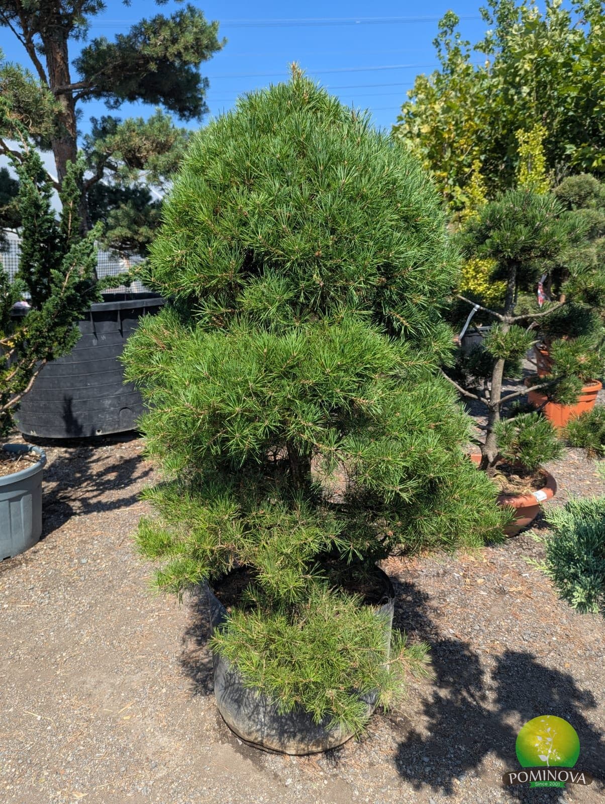 Pin negru bonsai (Pinus nigra - Bonsai) thumbnail 4