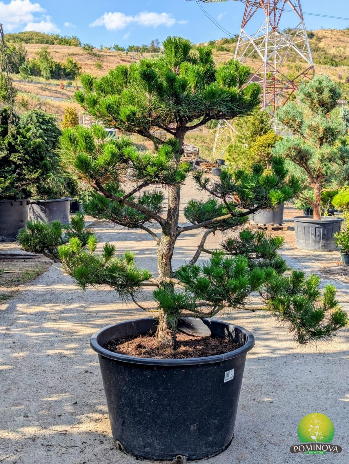 Pin negru bonsai (Pinus nigra - Bonsai) thumbnail 5