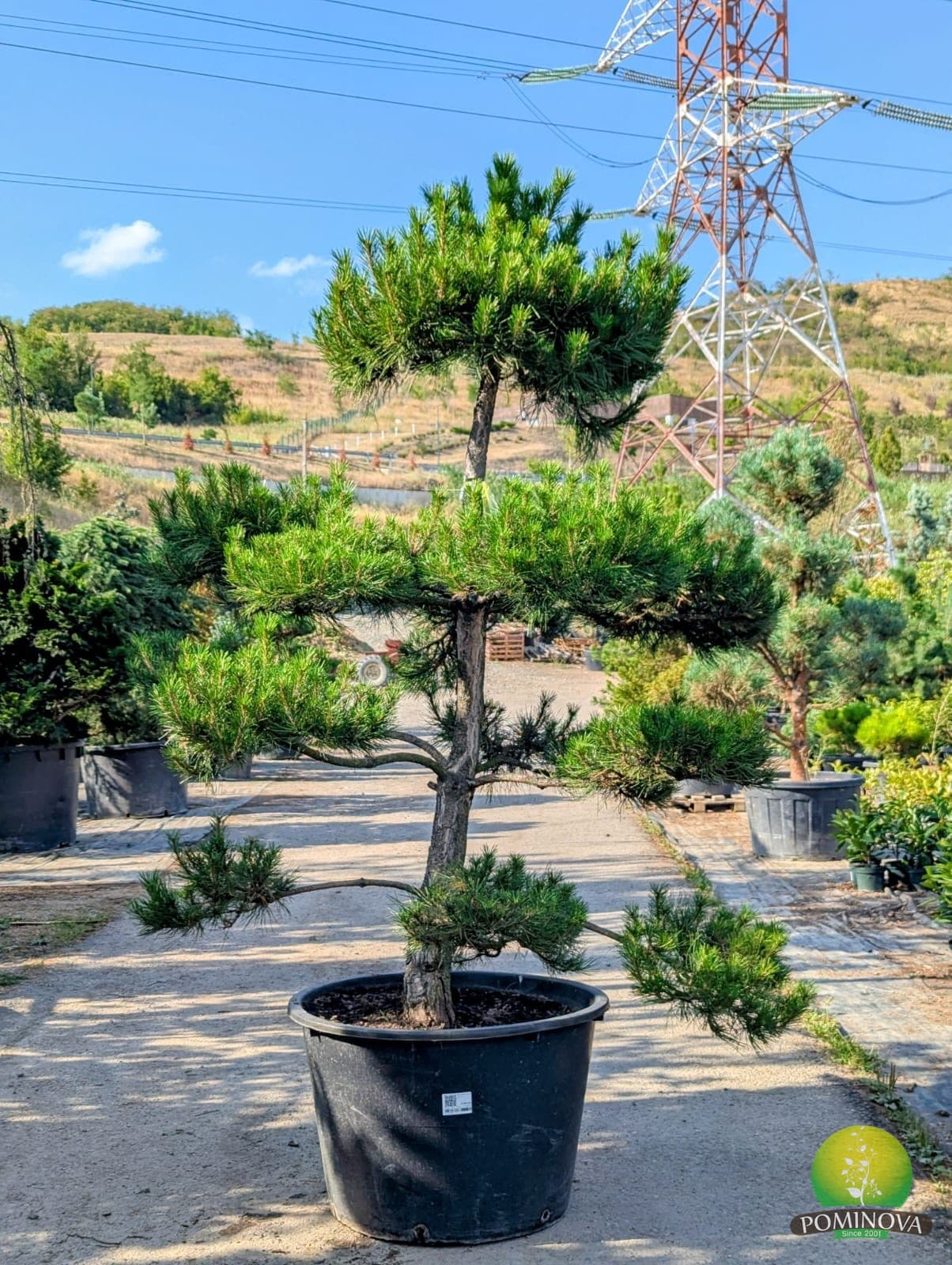 Pin negru bonsai (Pinus nigra - Bonsai) thumbnail 3